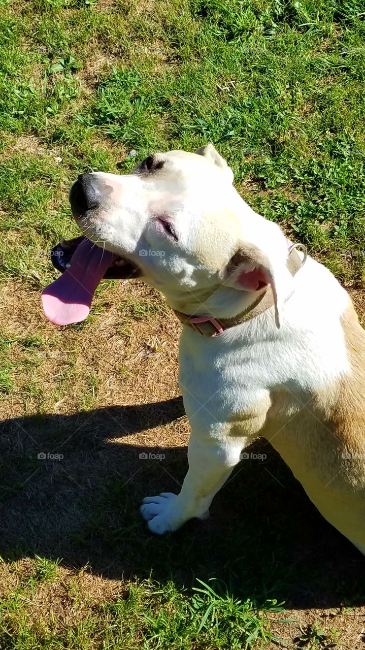 pitbull dog smiling .