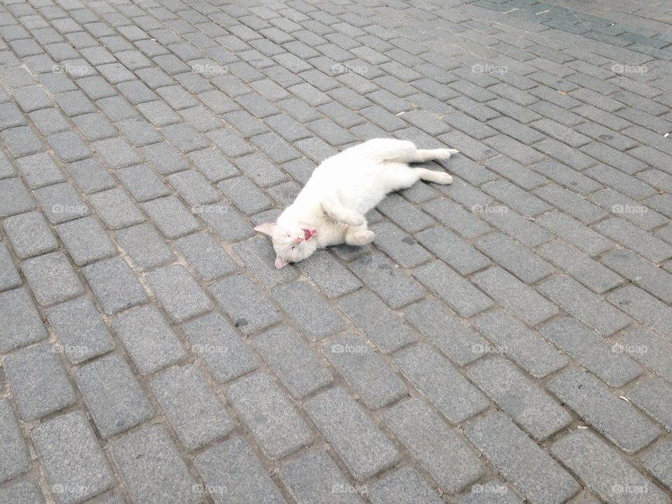 Pavement, No Person, Dog, Street, Animal