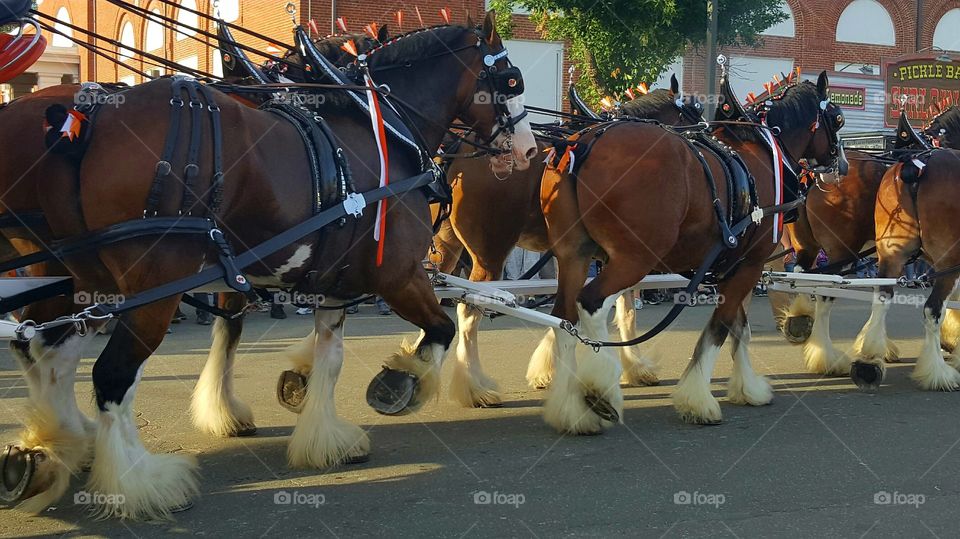 Clydesdales