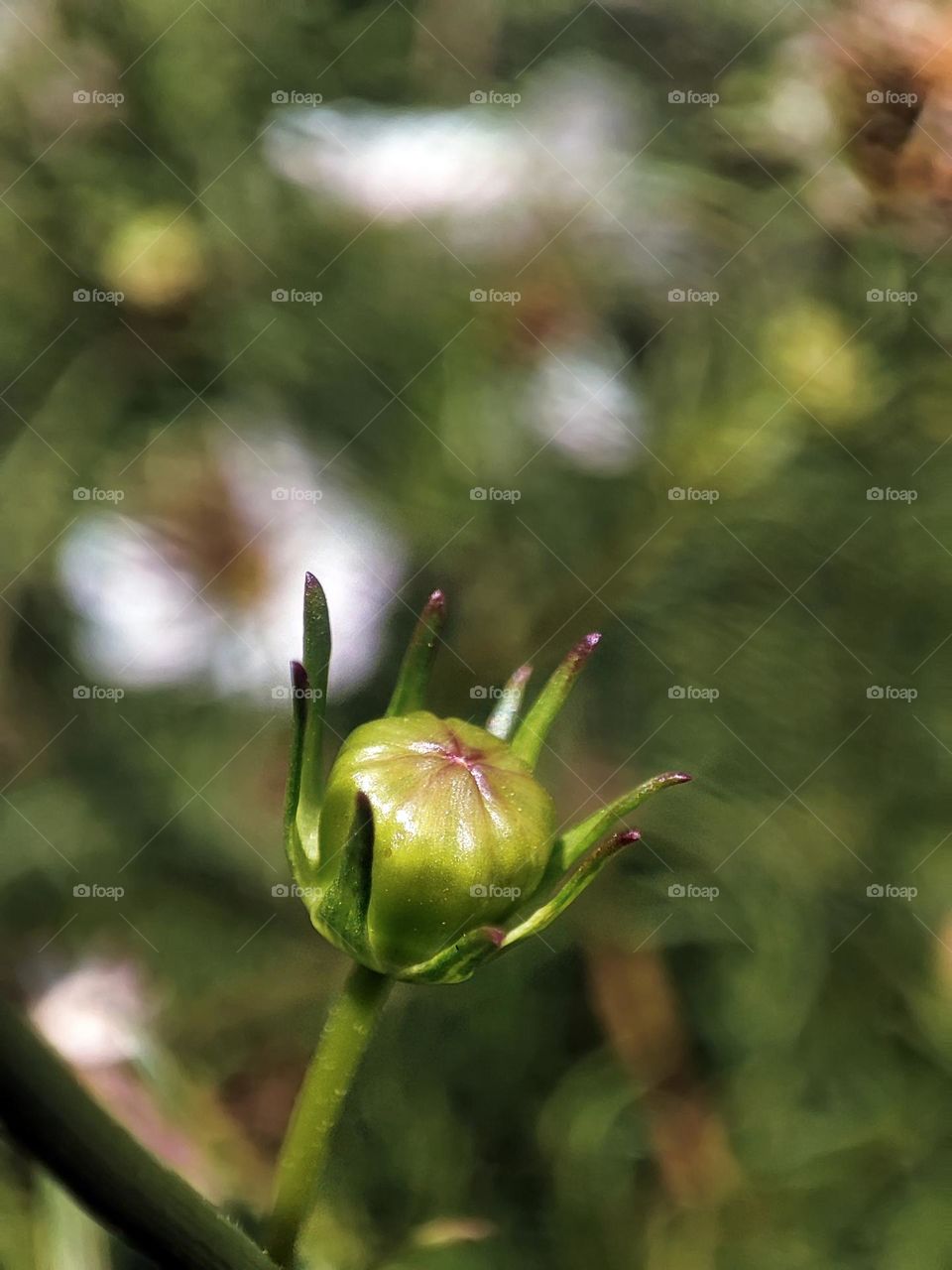 Macro photo of a flower growing in the garden