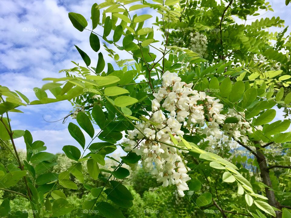 Explosion of locuste flowers in a contest of forest and sky