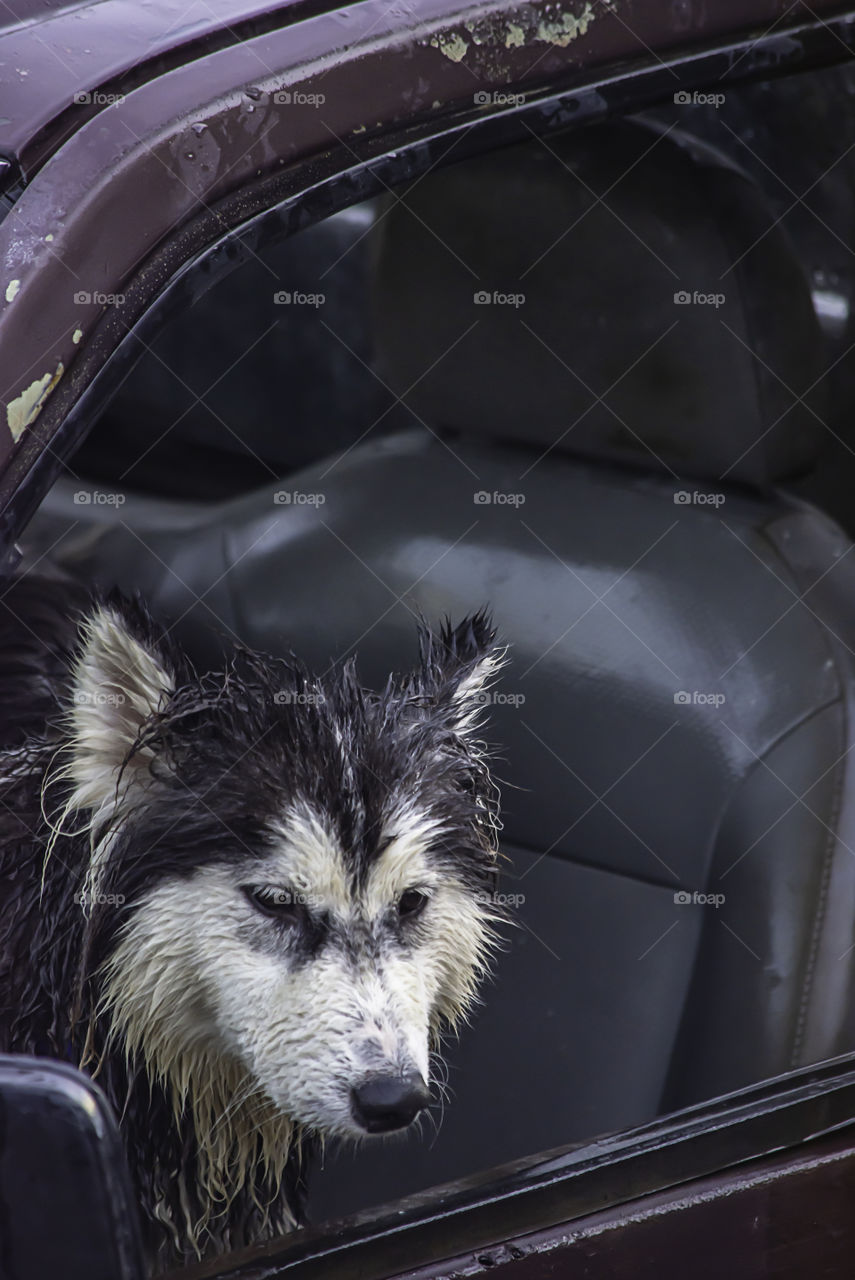 dog in car play water in Songkran festival or Thai new year in Thailand.