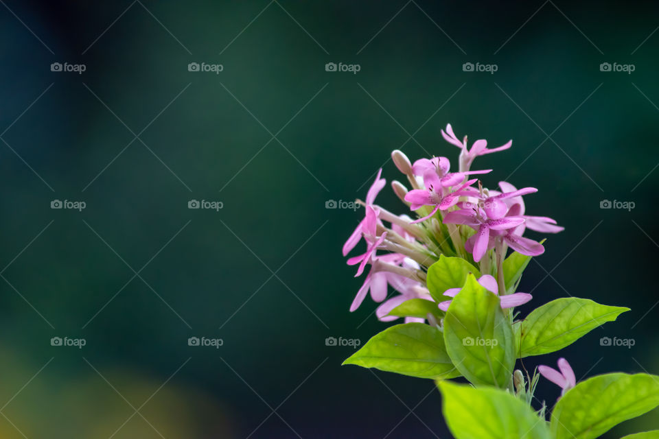 Pink flowers on green leaves in background.