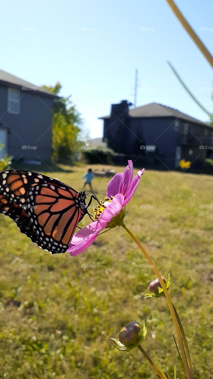 Monarch Butterfly and Pink Cosmos