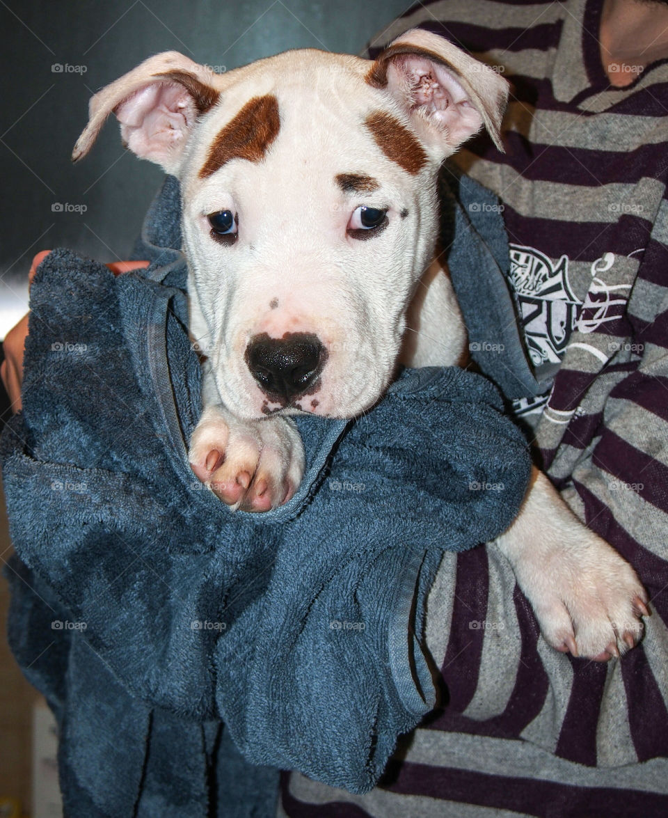 Puppy and Your First Bath