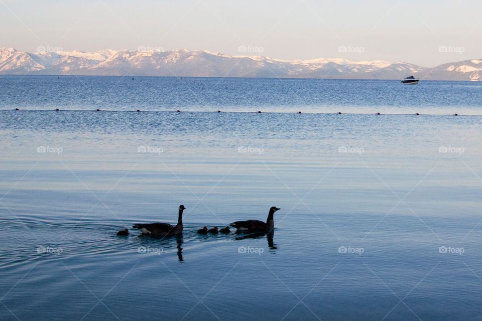 Ducks on Lake Tahoe