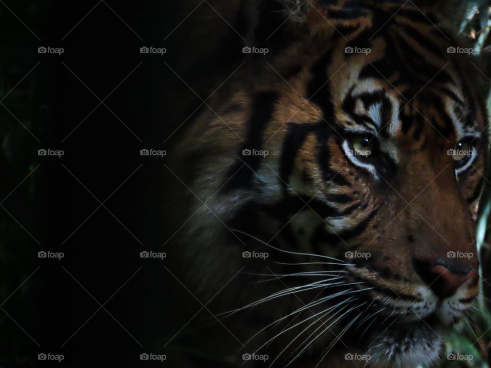 Tiger 🐯