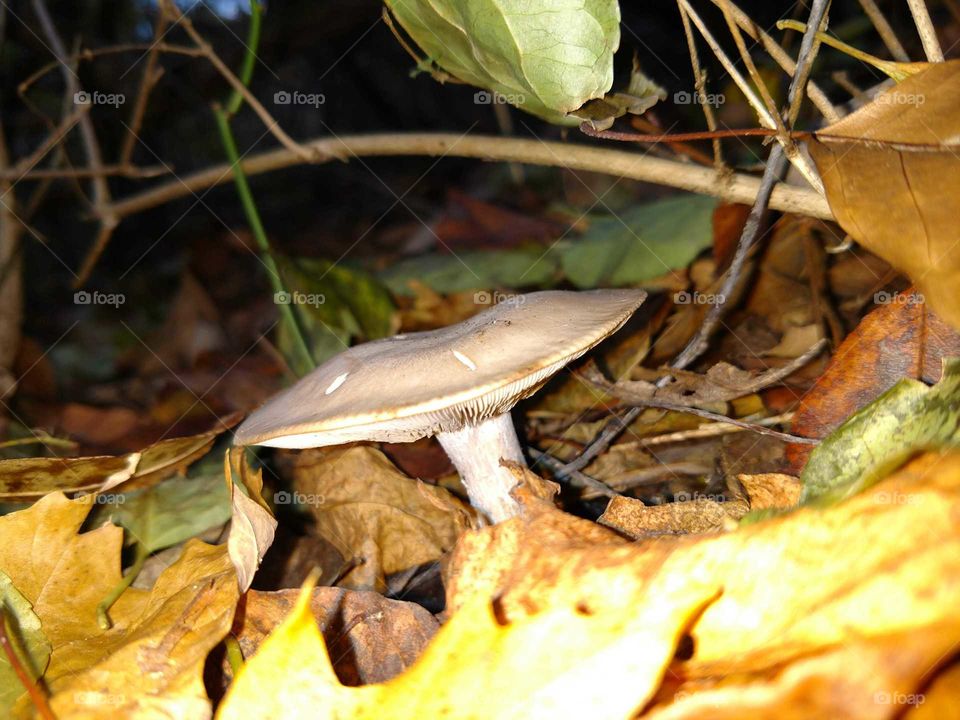 Mushroom tucked into some fallen leaves