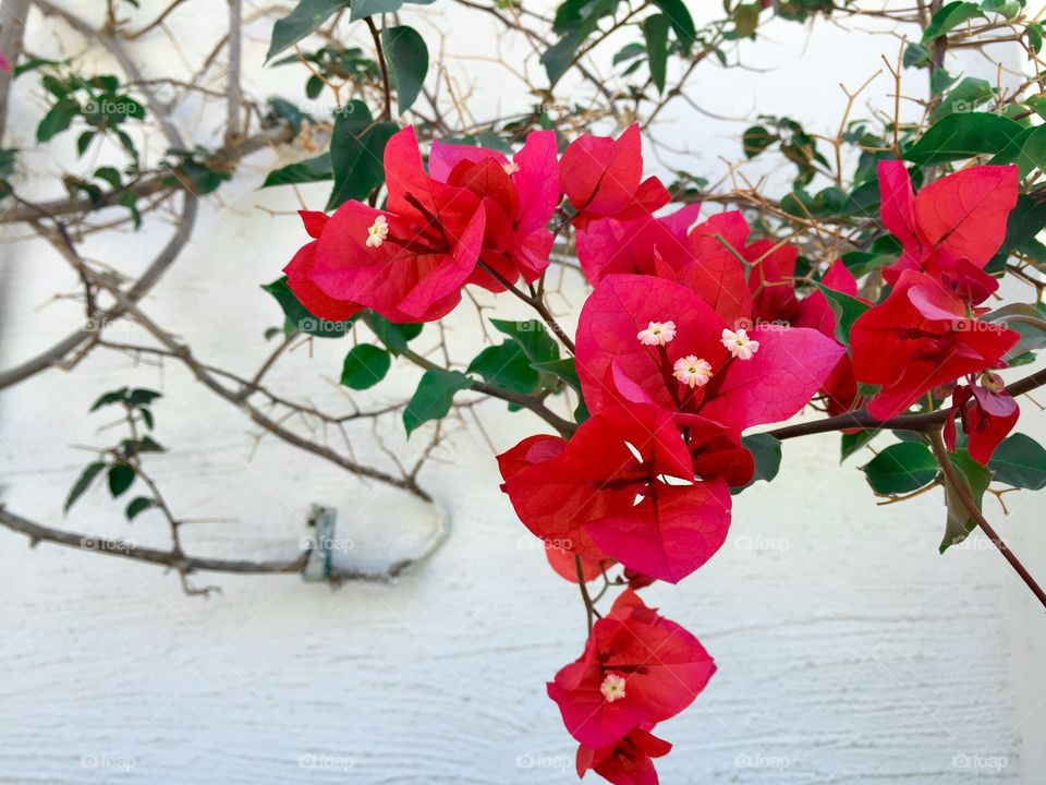 Red flowers