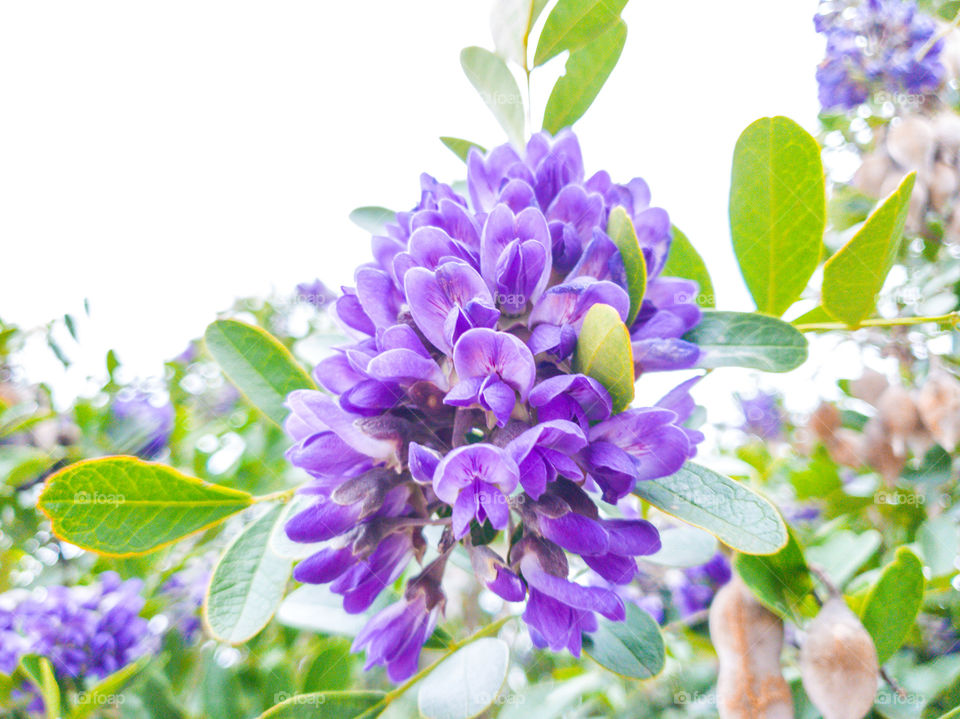 Purple mountain laurel