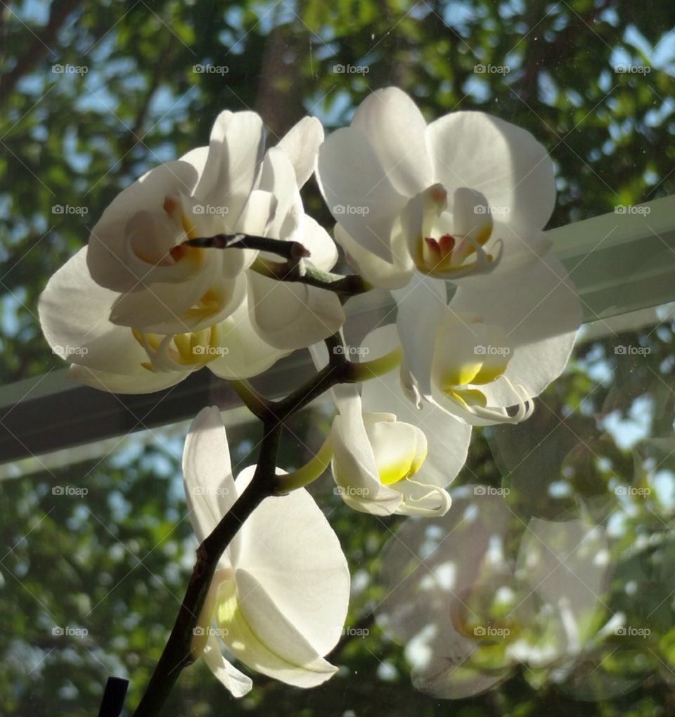 Orchid 