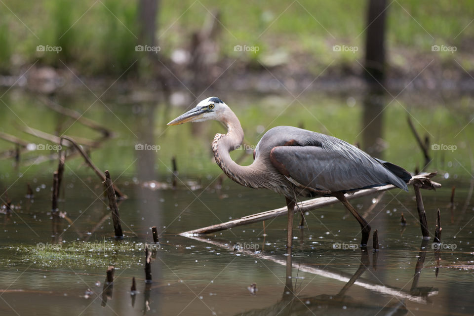 Bird, Wildlife, Heron, Lake, Water