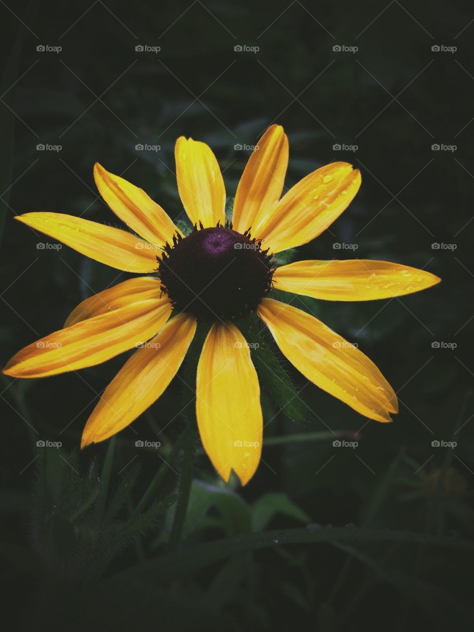 Brown Eyed Susan