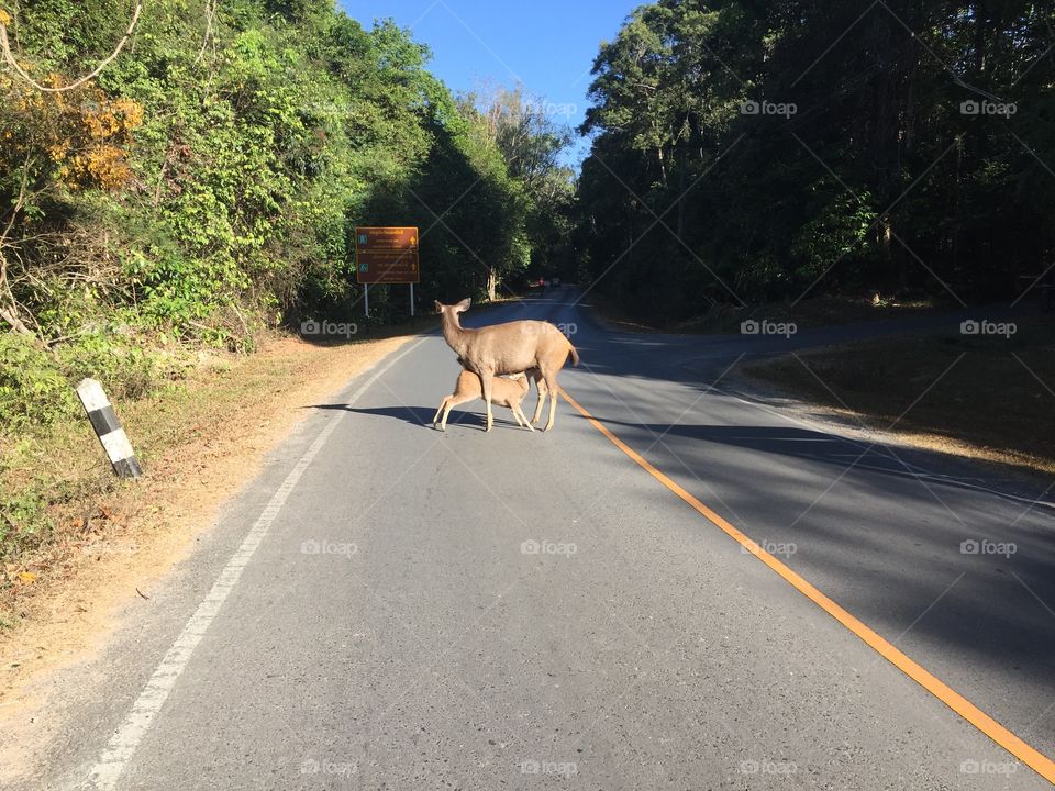 Road, Mammal, Transportation System, Nature, Guidance