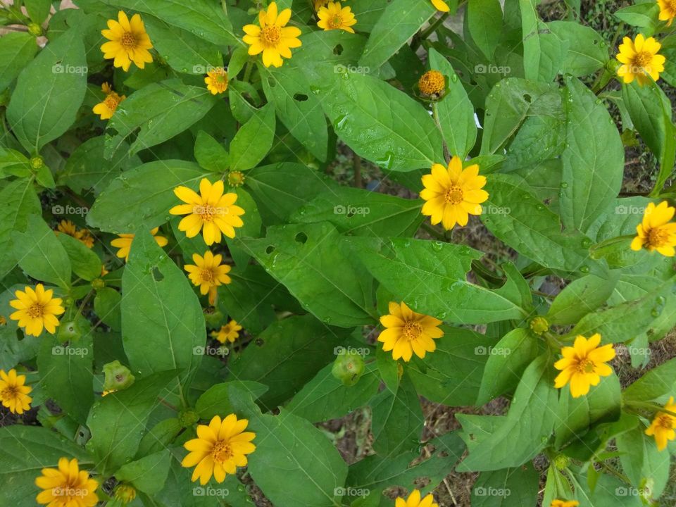 mini sunflower