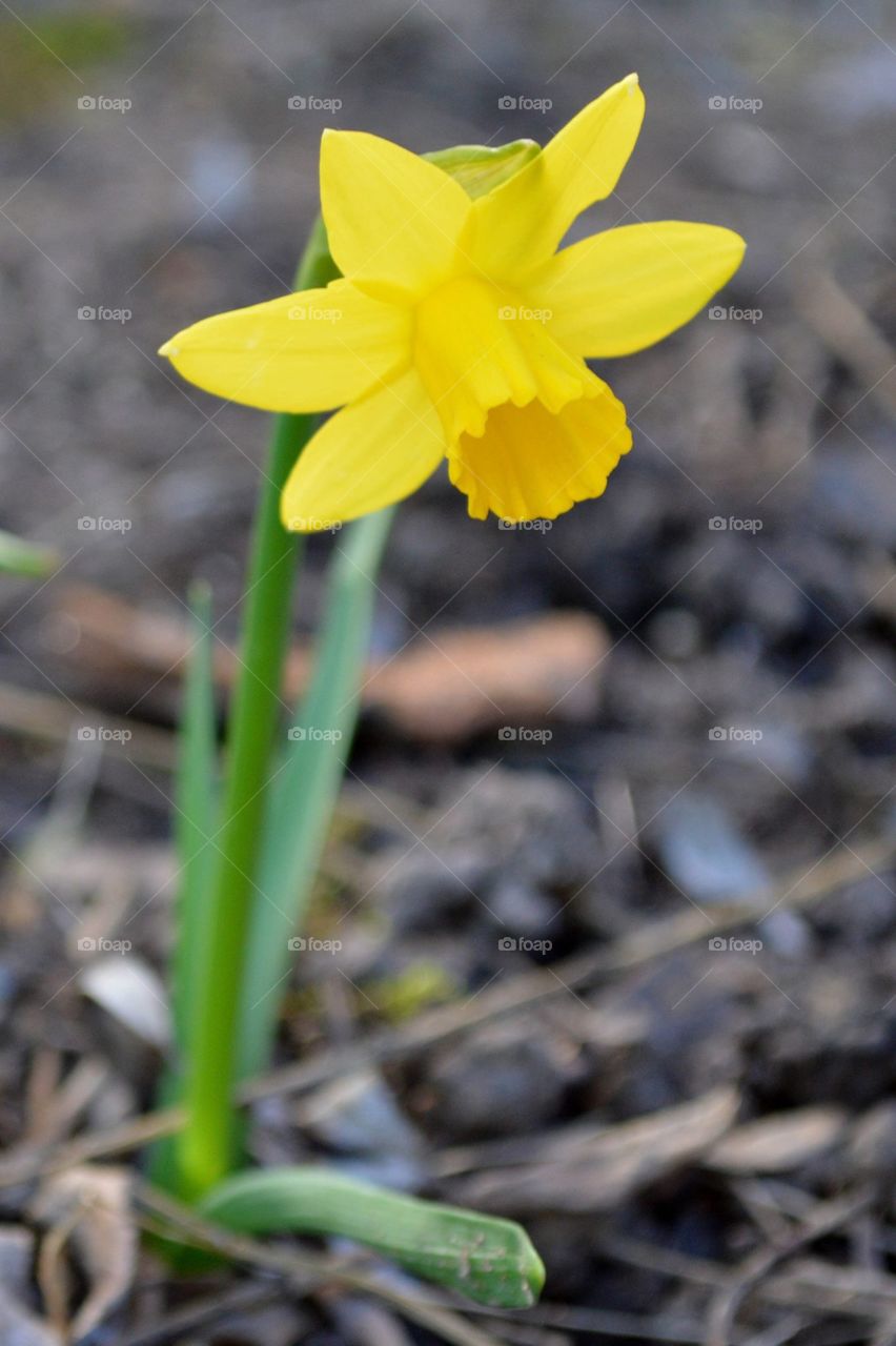 Daffodil