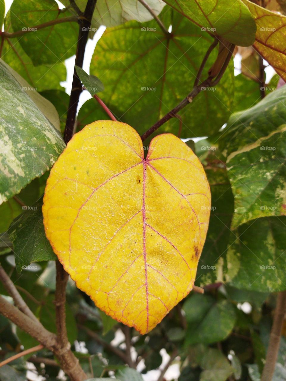 beautiful yellow tree leaf in the park , closeup , details , natural background