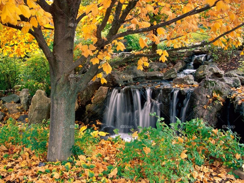 Fall, Leaf, Maple, Tree, Wood