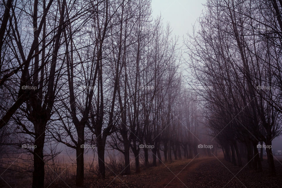 Alley on foggy morning