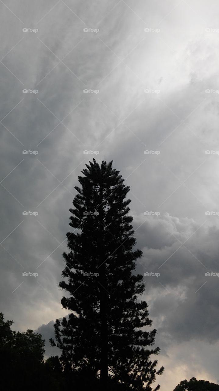 pine tree in the sky
