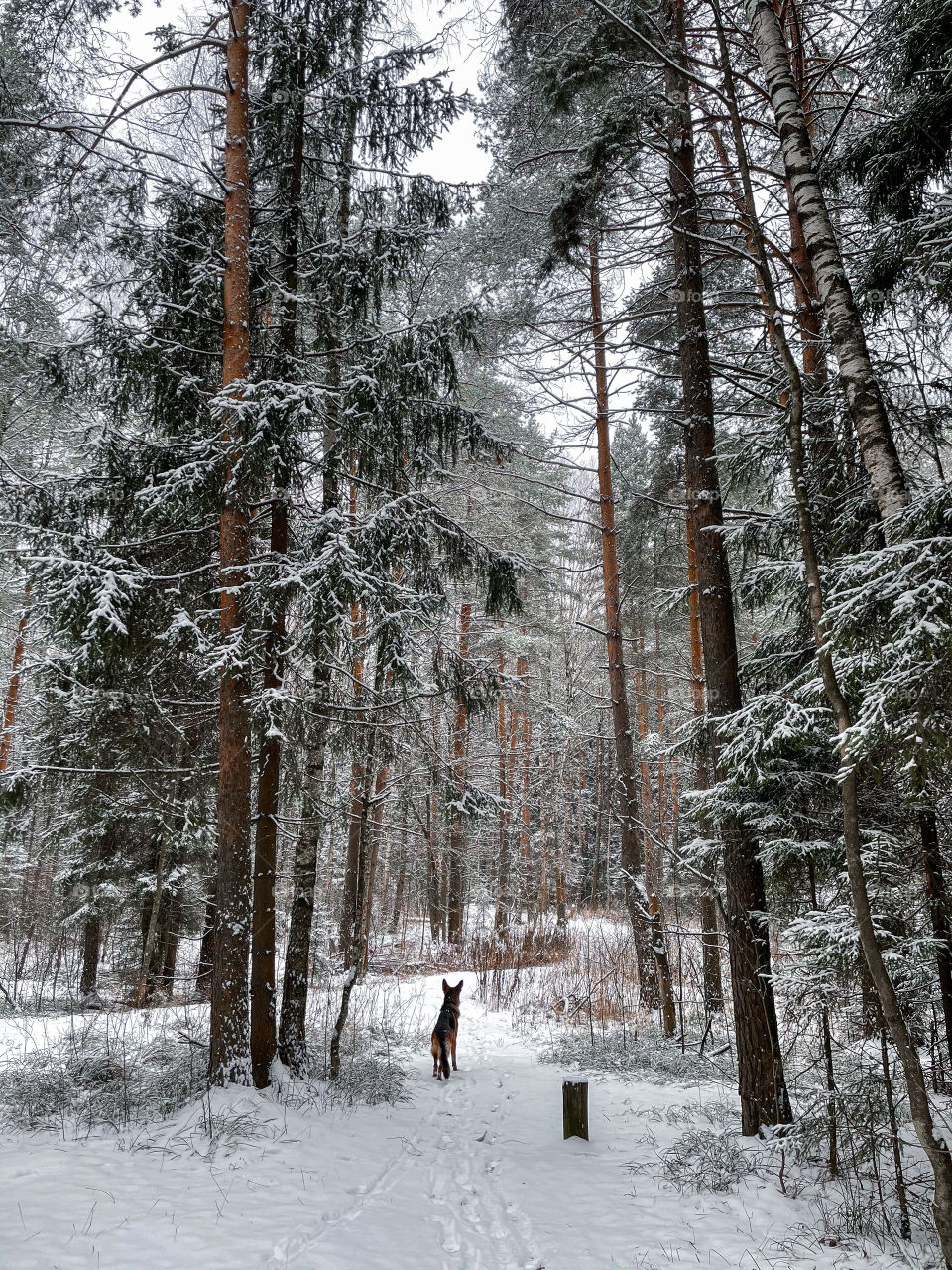 German shepherd dog in winter forest