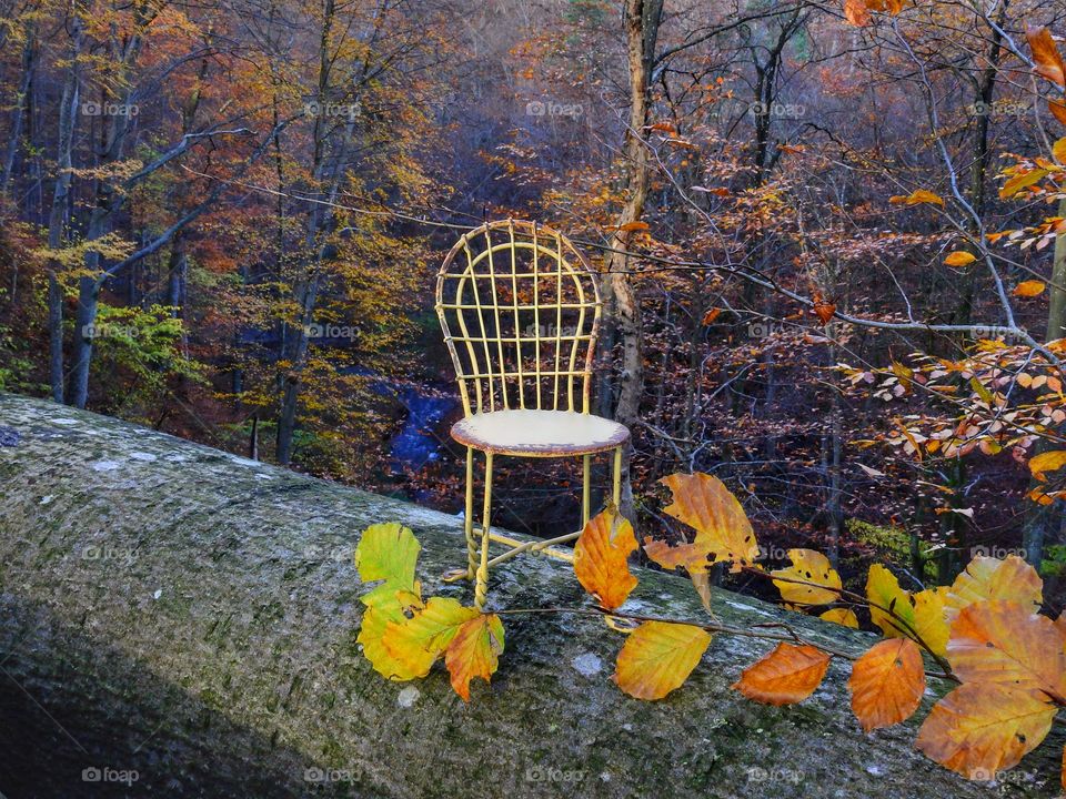 Chair in the Forest 