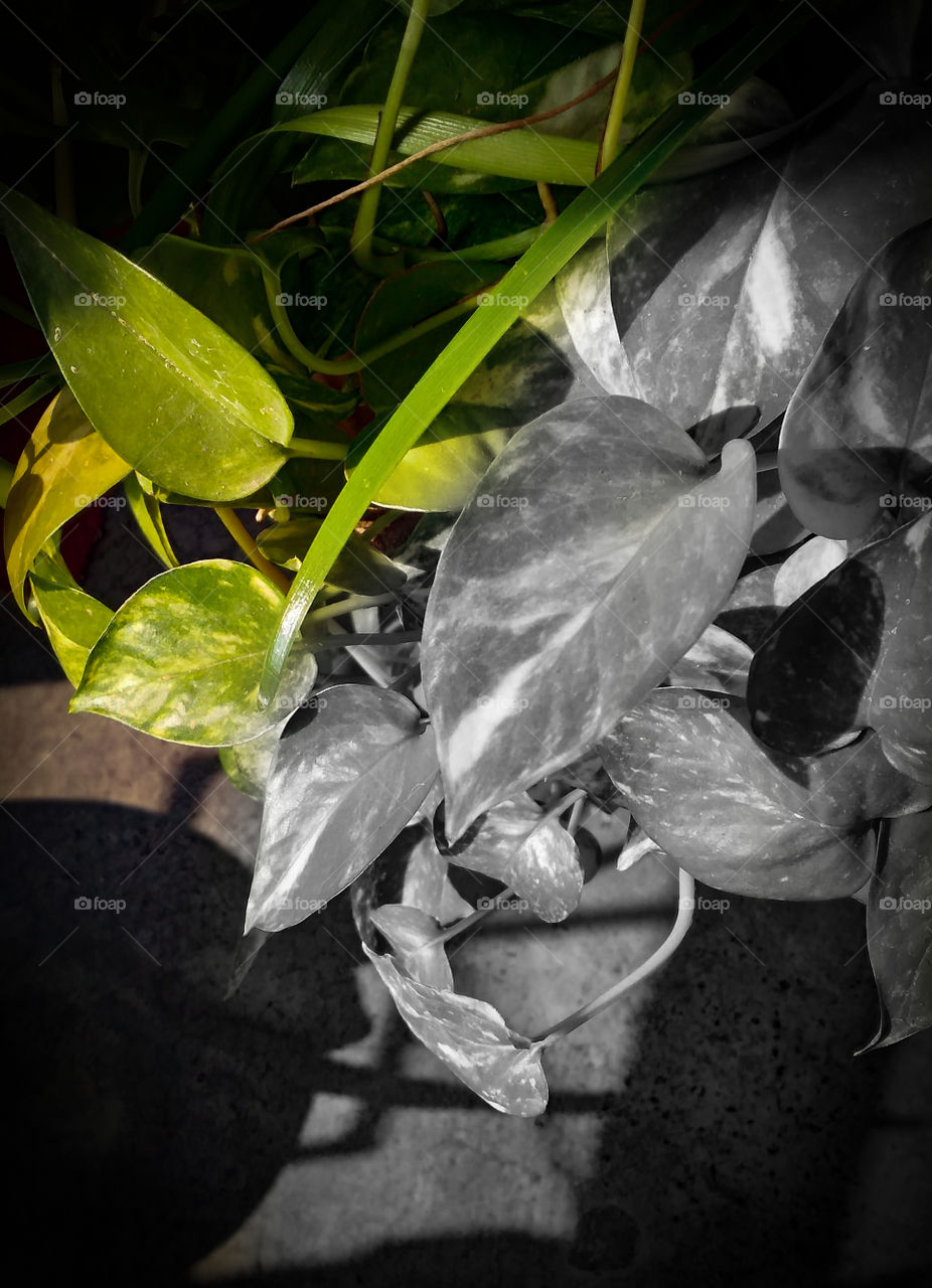 Title- Light is easy to love,show me your shadow
Description-Light,shadow,leaves,daylight