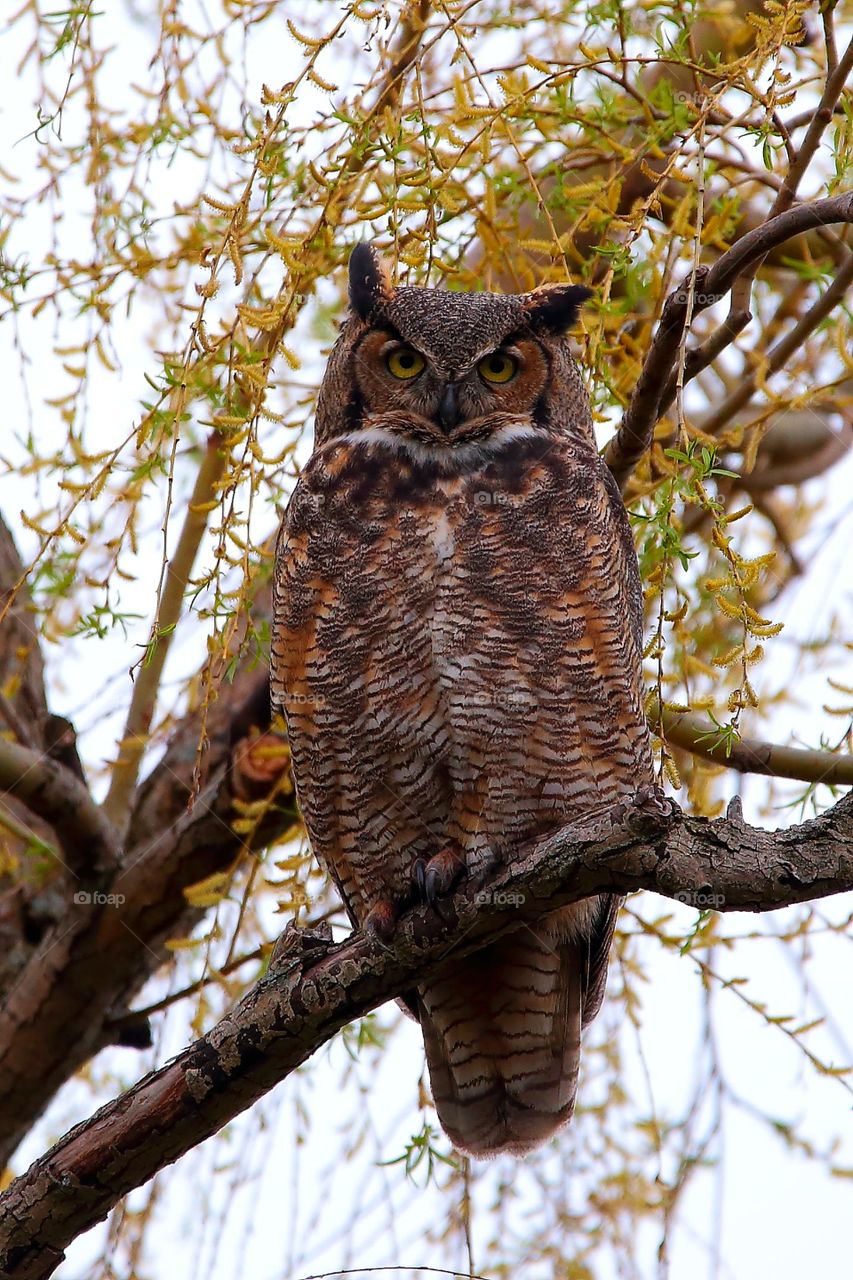 great horned owl