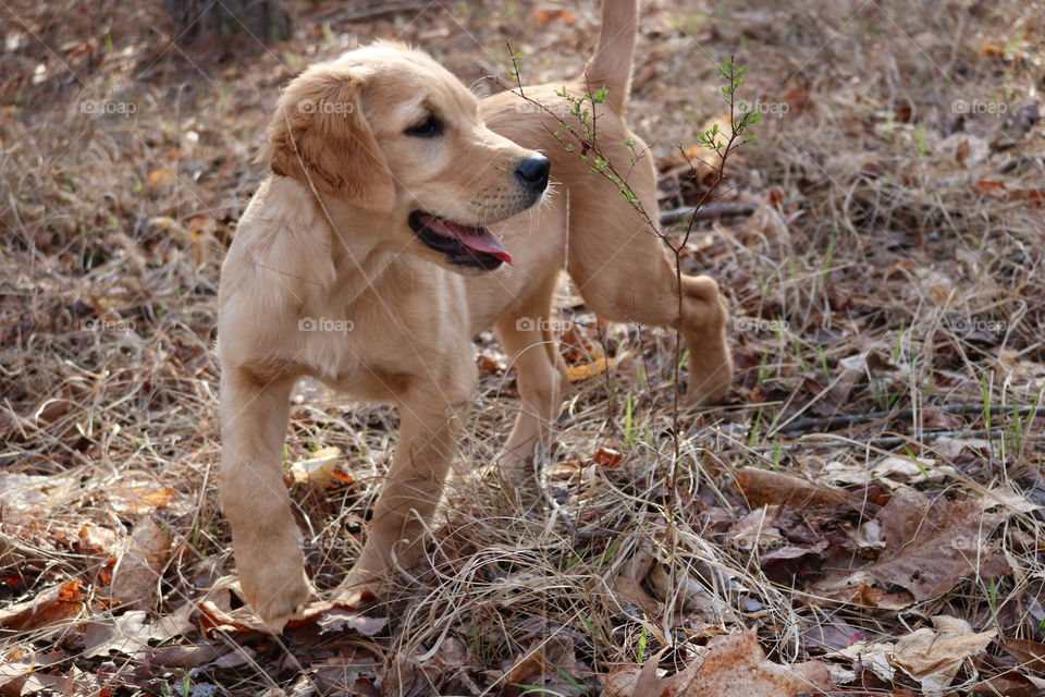 Golden Retriever puppy walking in the woods