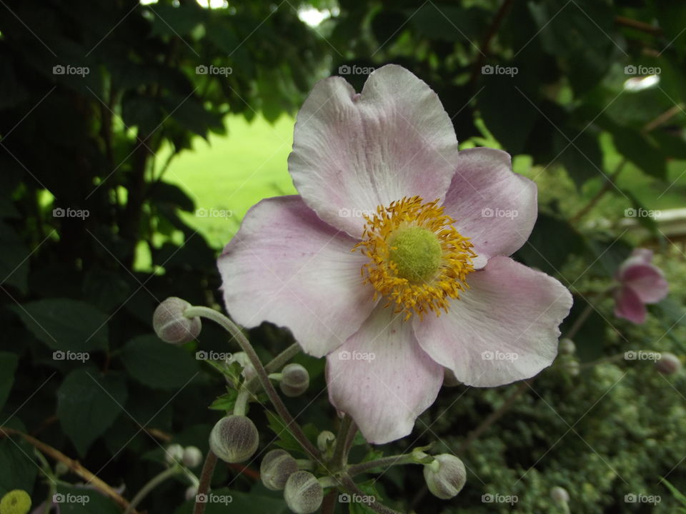 Pink Flower With Buds