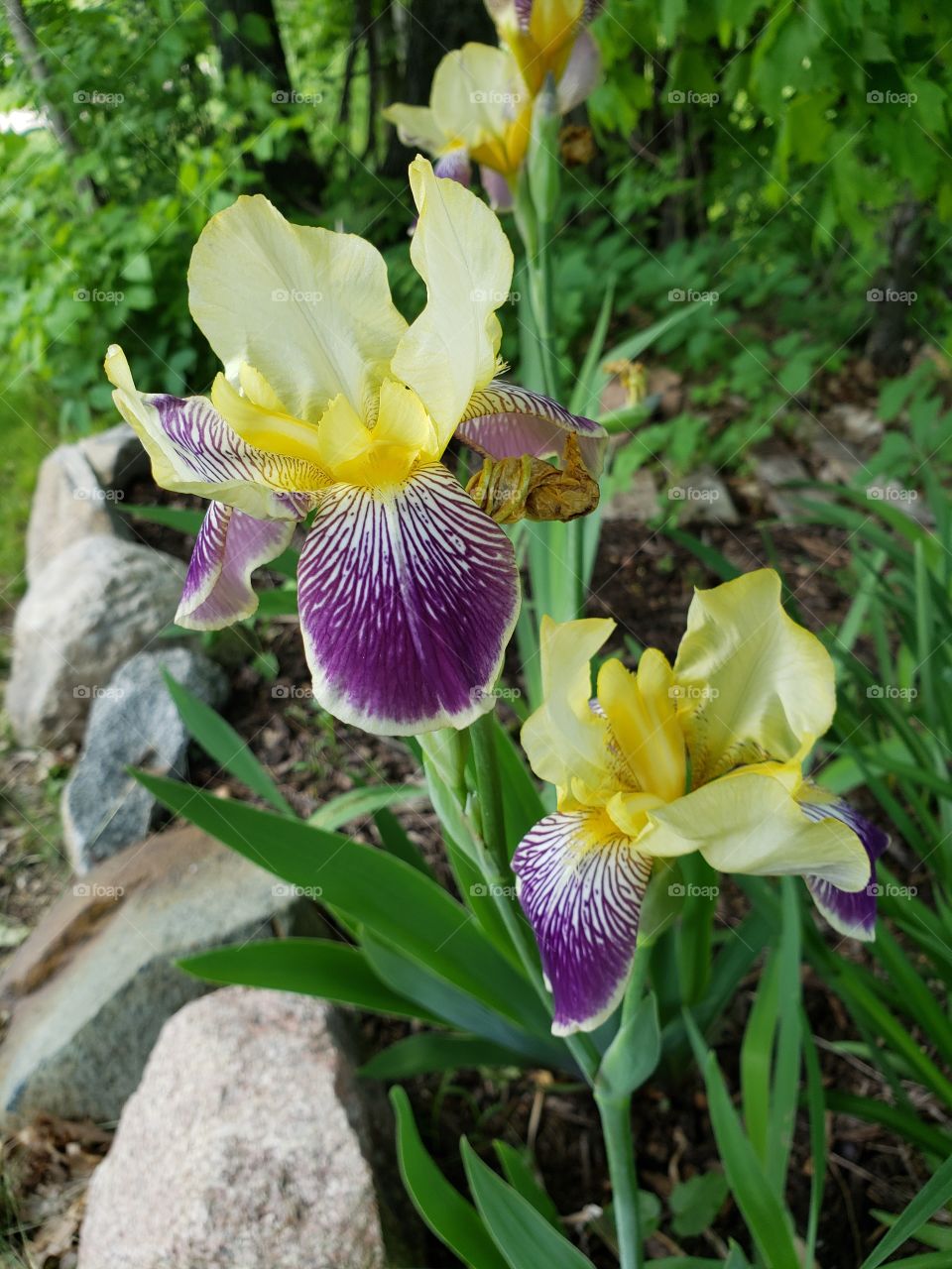 iris flowers blooming in June
