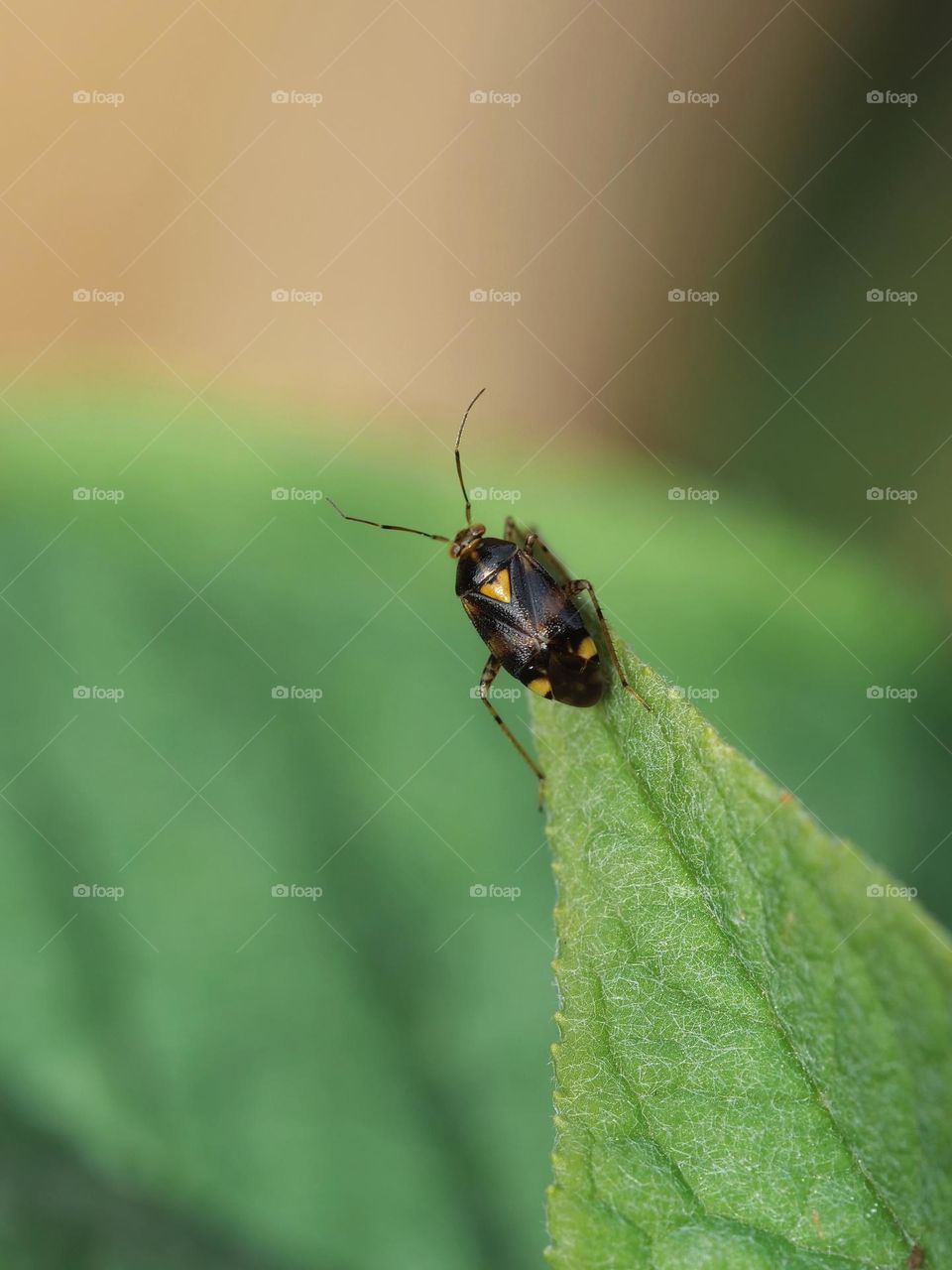 Tiny insect on leaf