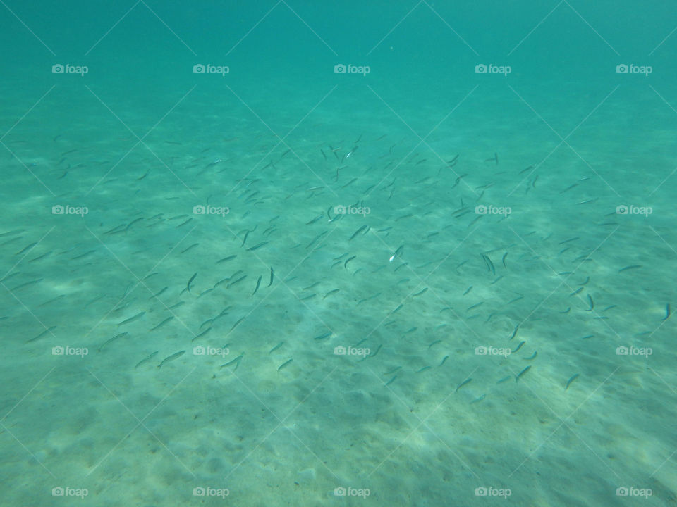 Shoal of fish underwater. underwater photo of shoal of small fish