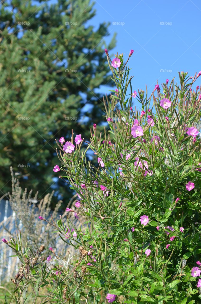 pink flowers