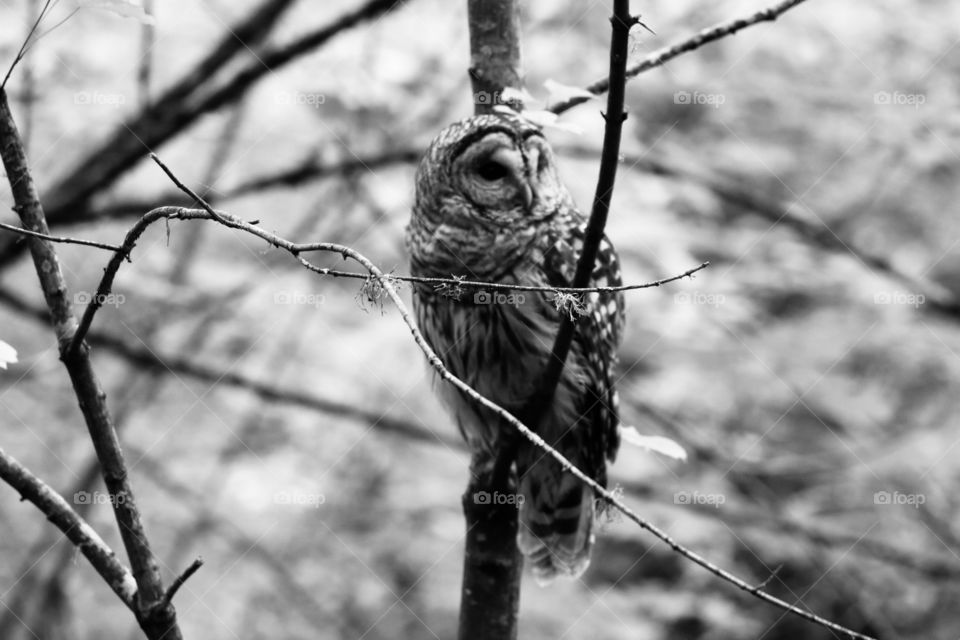 Profile of a baby owl perching on a branch deep into the woods , monochromatic 