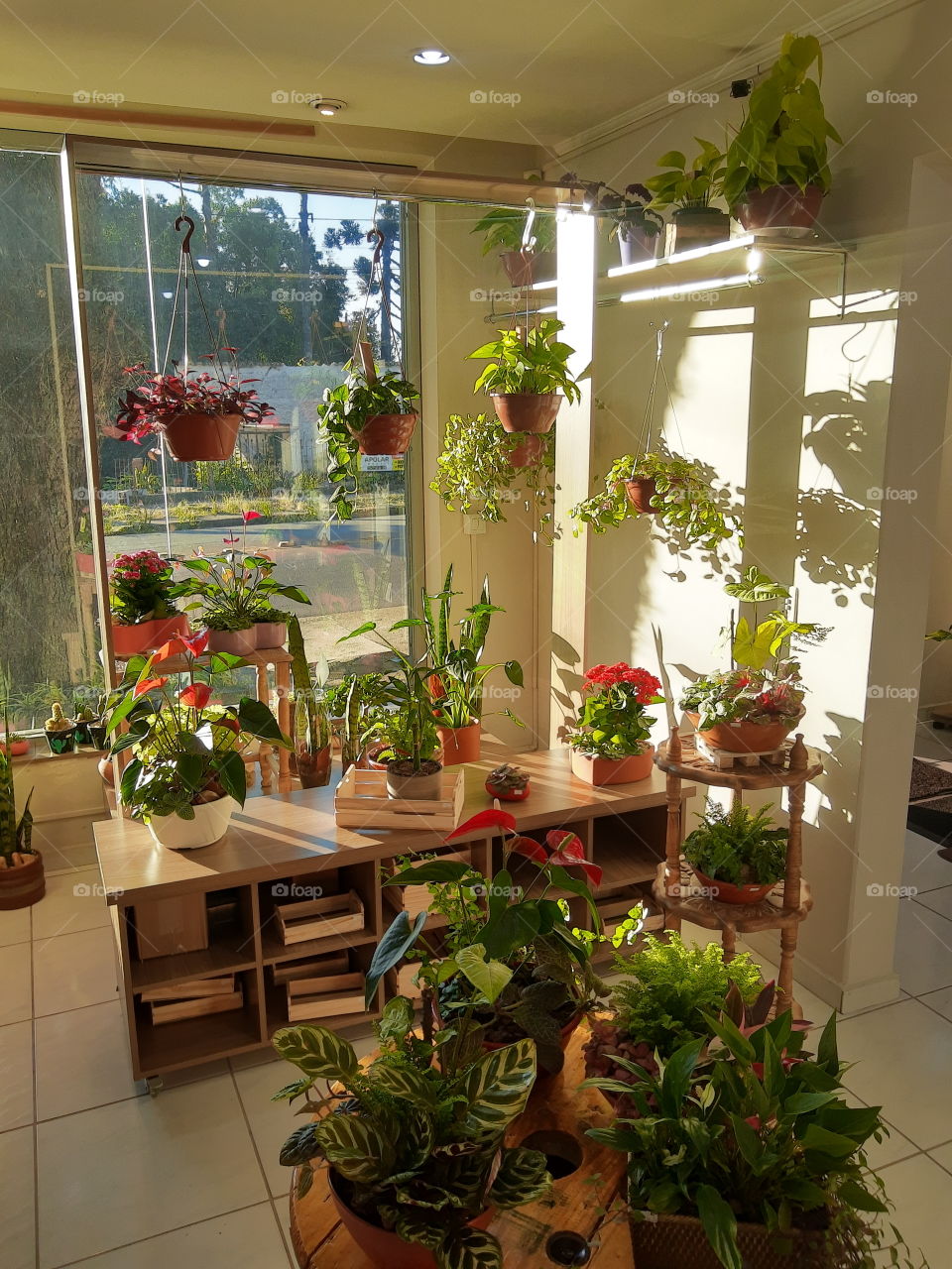 sim in a room full of plants