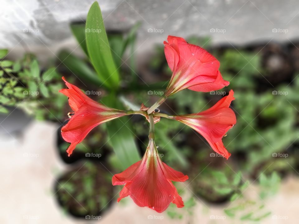 Amaryllis in red