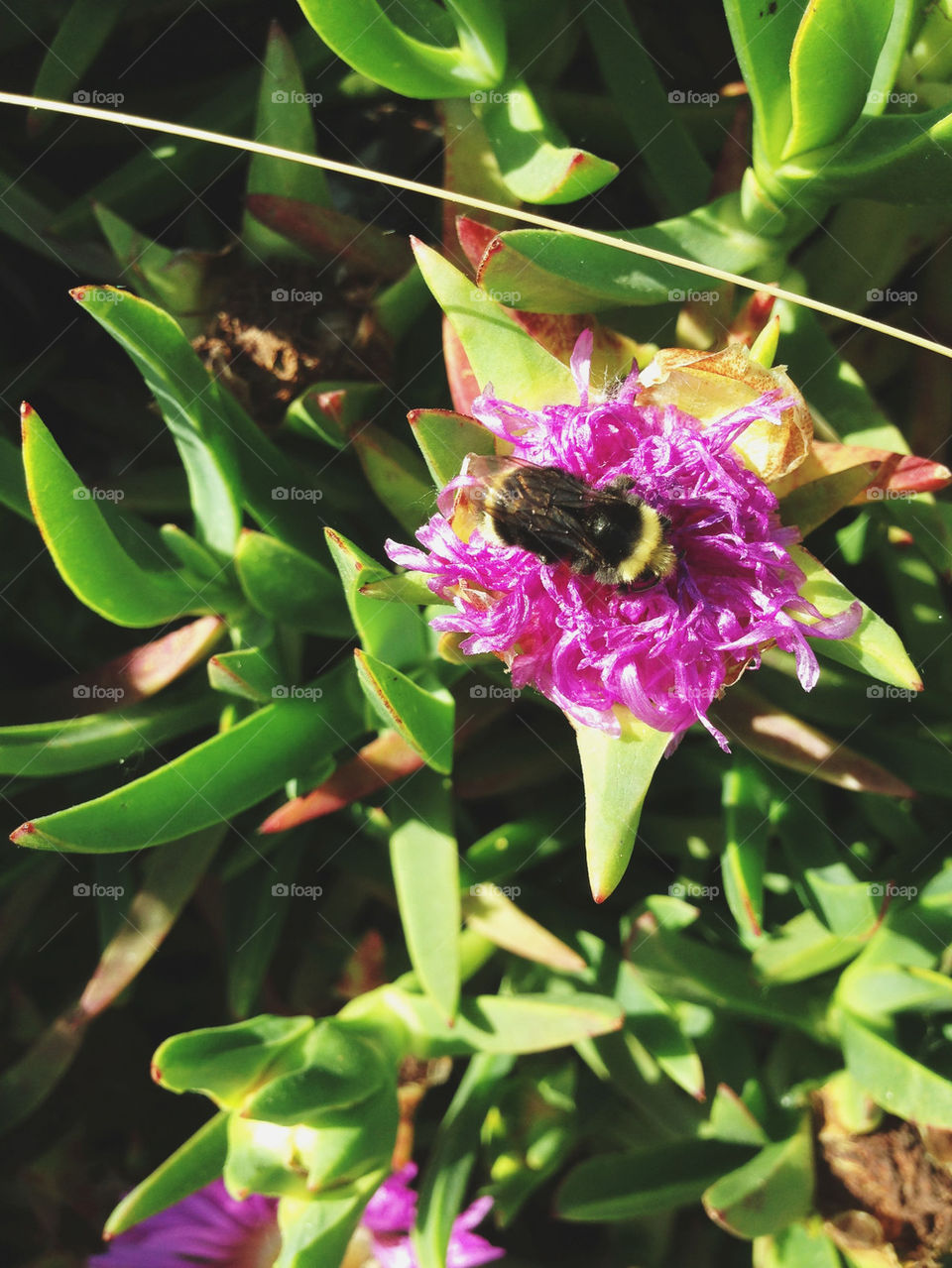 BUMBLEBEE IN PINK FLOWER