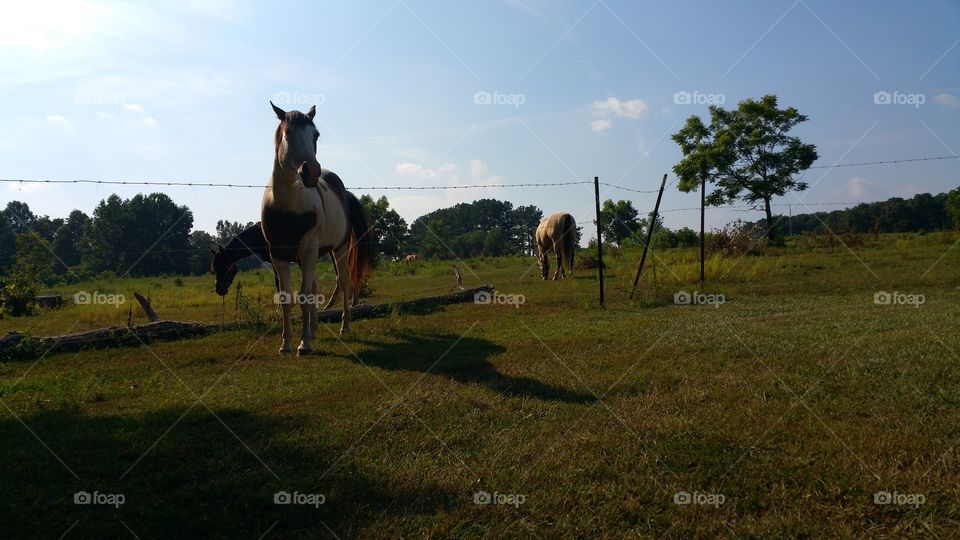 horse. a horse standing