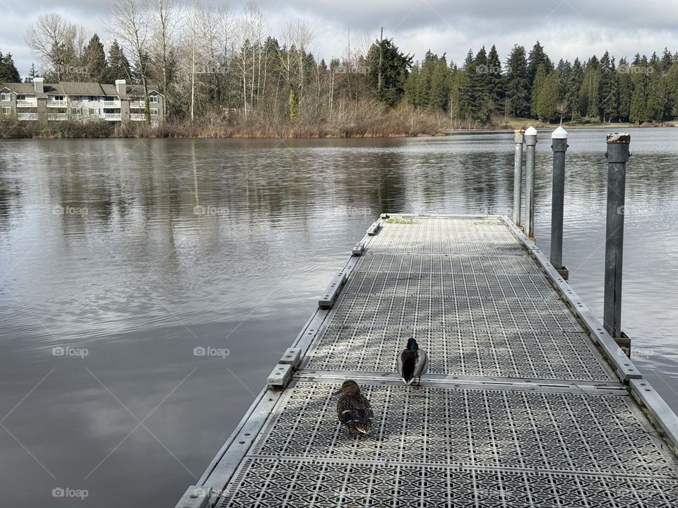 Two ducks walking on the pier