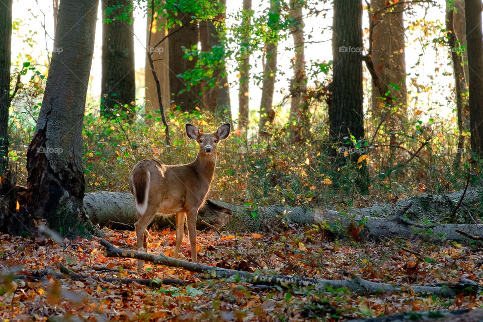 Deer at Mercer County Park
