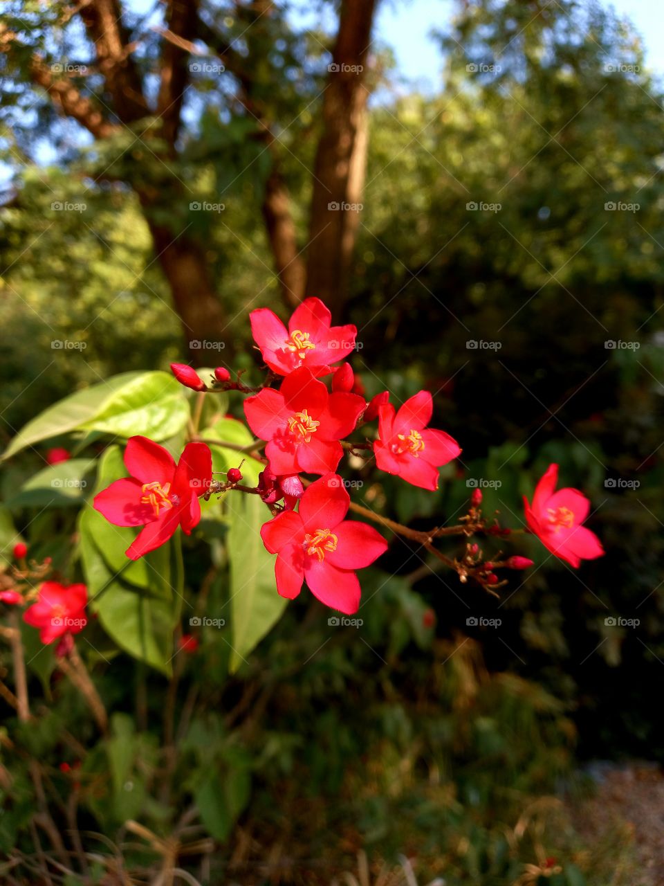 Ochna serrulata