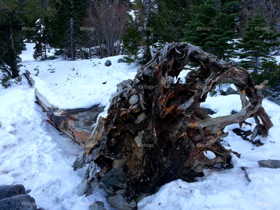 Fallen tree