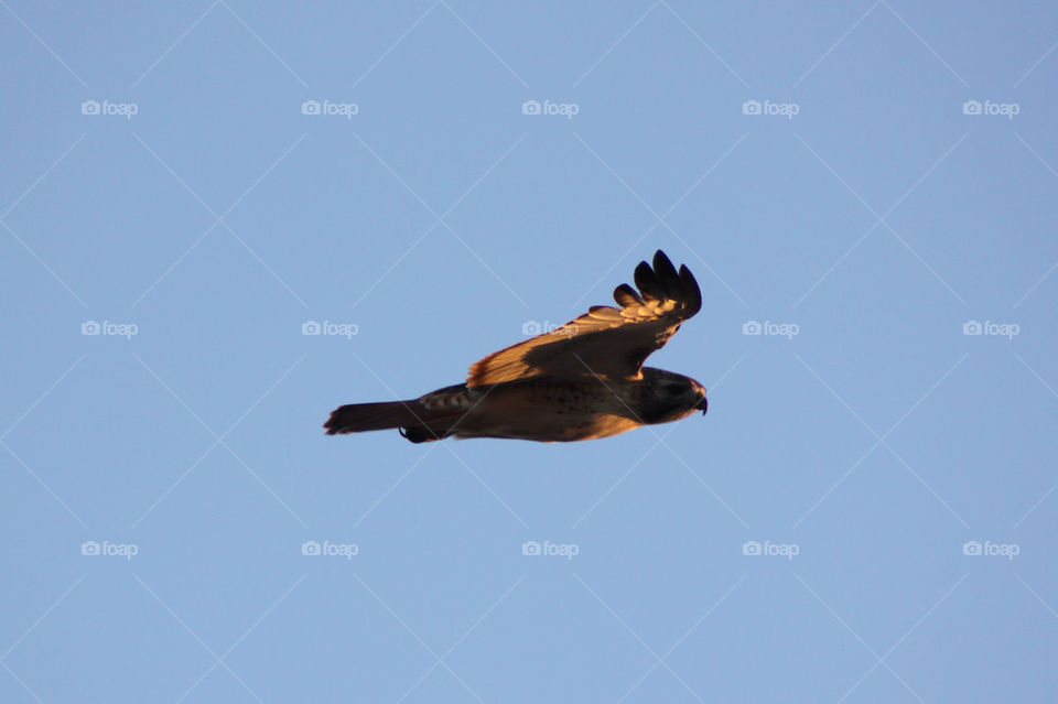 Flying hawk against clear sky