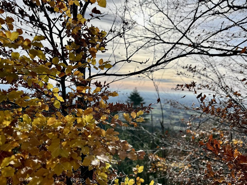 Autumn#trees