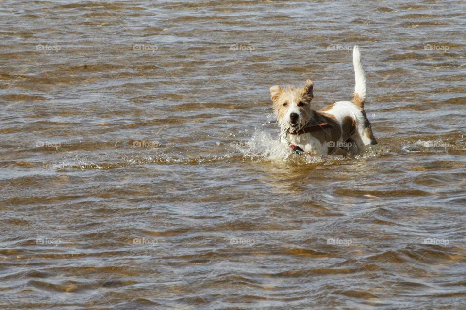 dog enjoying a swim