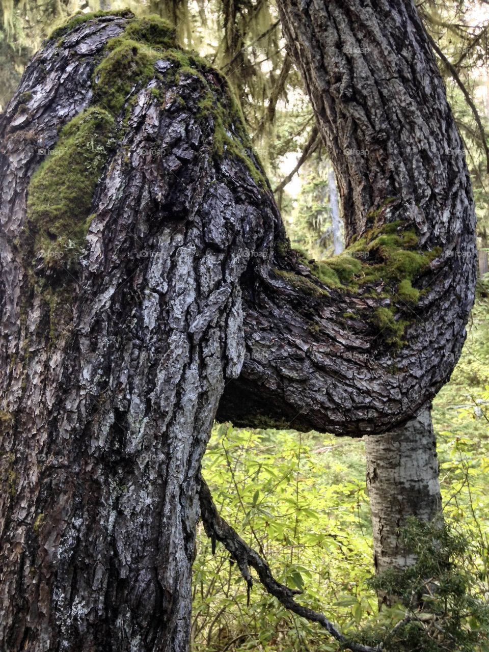 U-shaped tree trunk 