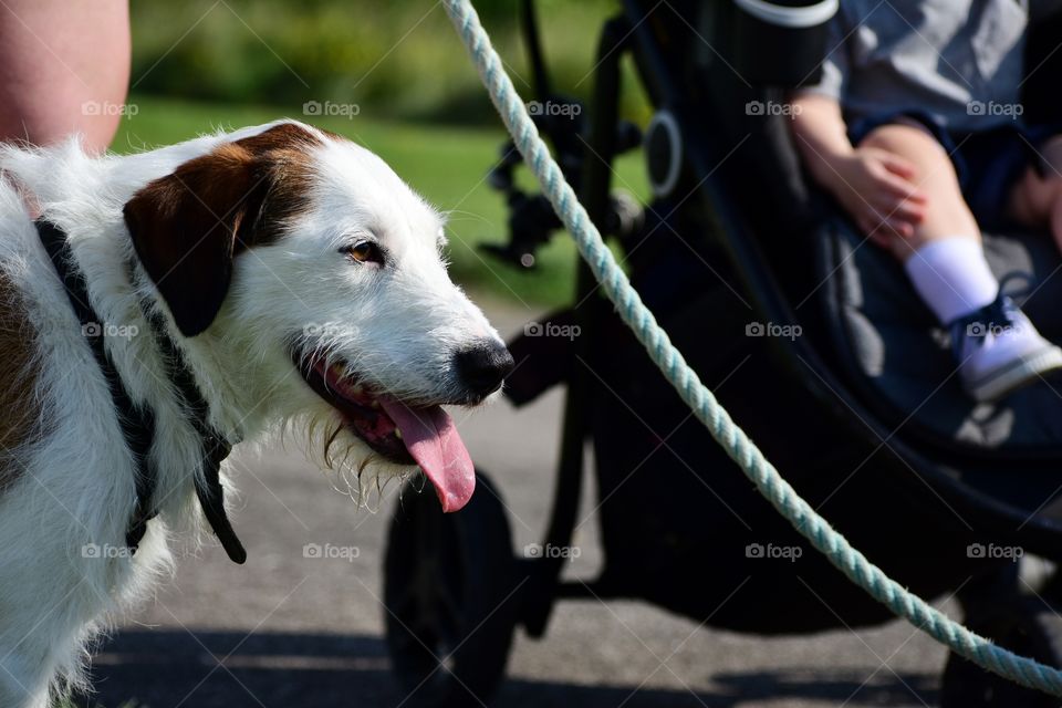 Cute dog on summer walk in park with family