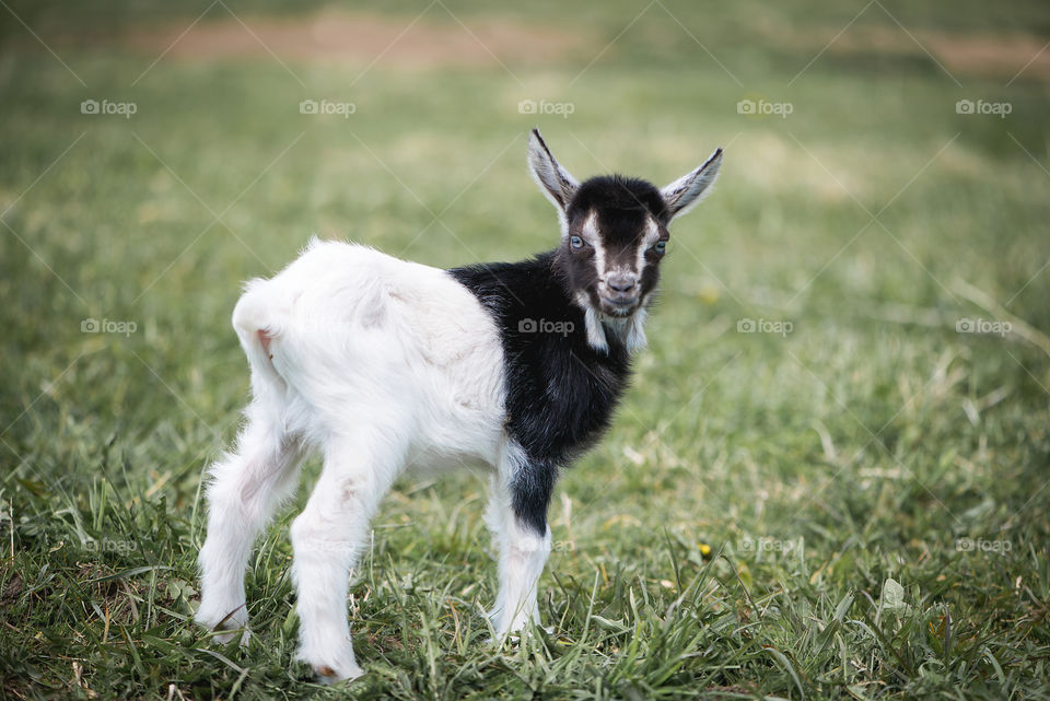 Cute goat kid