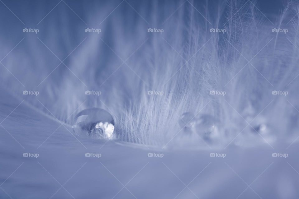 water drop on a violet  feather